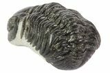 Austerops Trilobite Fossil - Rock Removed #67038-2